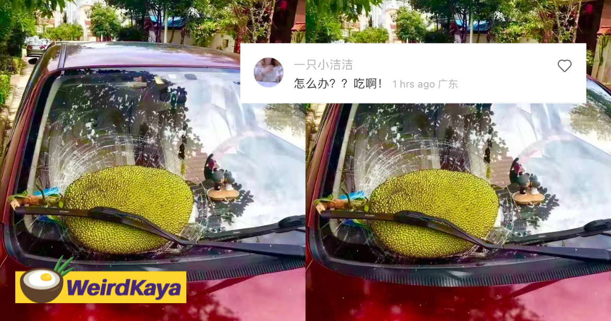 Giant cempedak smashes car windscreen, leaving its owner to seek help online | weirdkaya