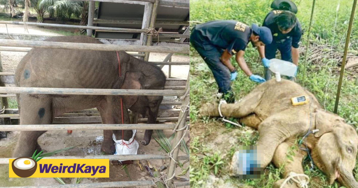 Baby elephant in sabah dies after amputating foot caught in illegal snare | weirdkaya