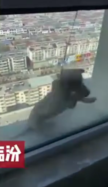[video] children heard laughing after tossing puppy off the 20th floor on purpose | weirdkaya