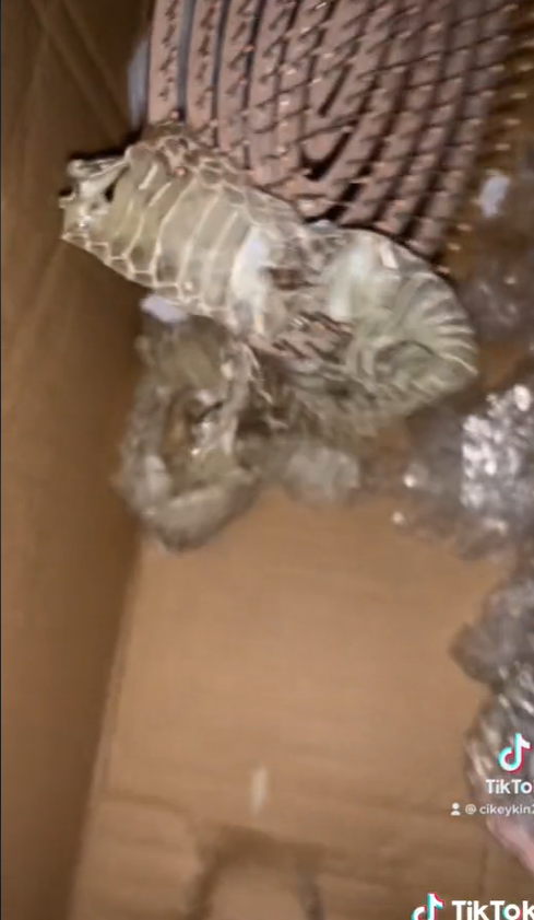 [video] woman finds “free gift” in the form of snake skin inside delivery parcel | weirdkaya