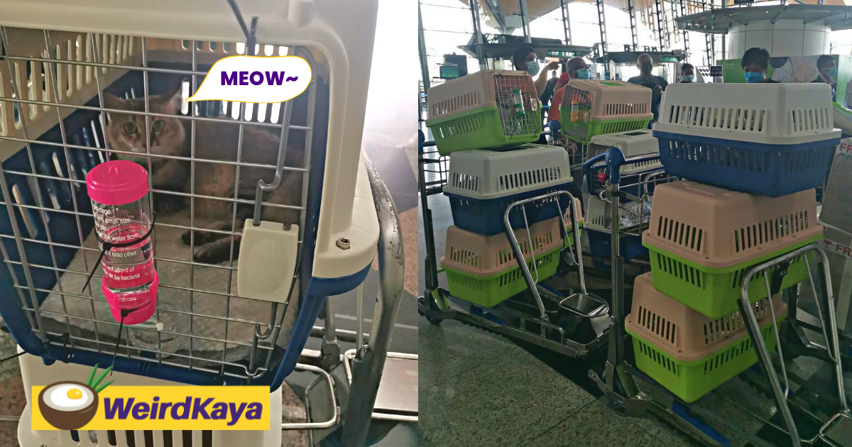 Cat asia: now cats can fly! Owner whisks 10 of her beloved felines back to sabah with her | weirdkaya