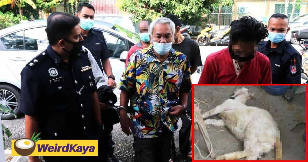 Senior citizen pleads not guilty to raping goat | weirdkaya